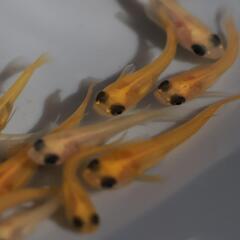 パンダメダカ 1匹 稚魚 若魚 めだか メダカ 白メダカの画像