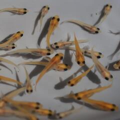 パンダメダカ 1匹 稚魚 若魚 めだか メダカ 白メダカの画像