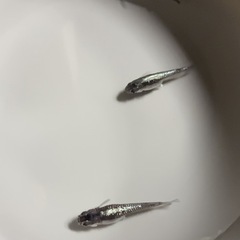 改良メダカ  稚魚  15匹  ✨ミッドナイトフリル体外光タイプ✨の画像