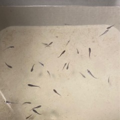 改良メダカ  稚魚  15匹  ✨ミッドナイトフリル体外光タイプ✨