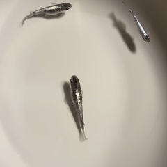 改良メダカ  稚魚  15匹  ✨ミッドナイトフリル体外光タイプ✨の画像