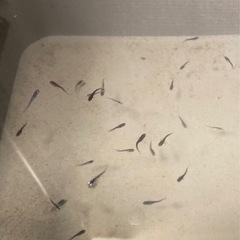 改良メダカ  稚魚  15匹  ✨ミッドナイトフリル体外光タイプ✨の画像