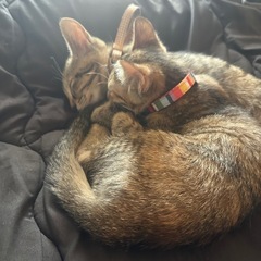 子猫を引き取ってくれる里親探しています。