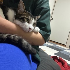 里親を探しています