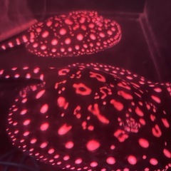 純血ダイヤモンドポルカの画像