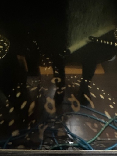 純血ダイヤモンドポルカ