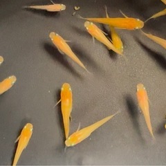②🌟1匹10円🌟楊貴妃めだか🌈幼魚メダカ
