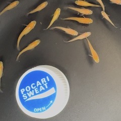 ③🌟1匹10円🌟楊貴妃めだか🌈幼魚メダカの画像