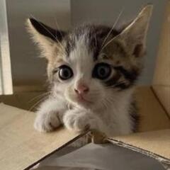 子猫のお家を探してます(代理投稿)