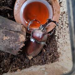 カブトムシ　オスメスペアセット