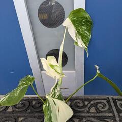 観葉植物　斑入りモンステラ