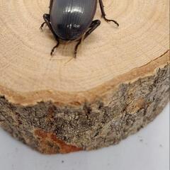 オオクワガタ♀の画像