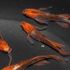 竜章鳳姿