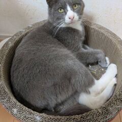 大人しくて珍しいグレーのハチワレちゃん。