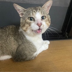 オス　5歳　人懐っこくかわいい猫です　猫　里親　保護猫