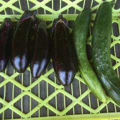 きゅうり、なす等１ｋｇの画像