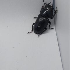 オオクワガタ♀の画像