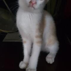 仔猫の里親募集します
