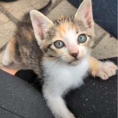生後2ヶ月子猫たち🐈
