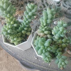 多肉植物 ビアホップ