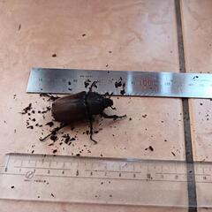 カブトムシ　ペアの画像