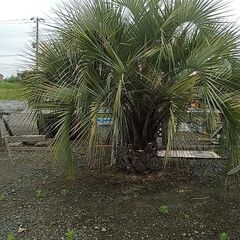 玄関前にいかがですか？