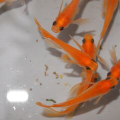 メダカ　完売　パンダリアルロングフィン稚魚（１㎝前後）　13匹の画像