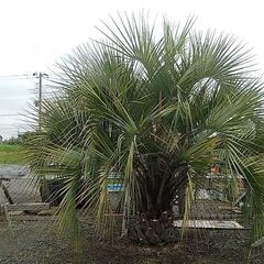 玄関前にいかがですか？の画像