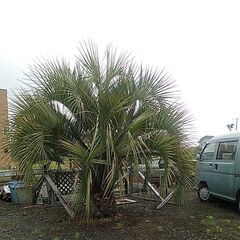 玄関前にいかがですか？の画像