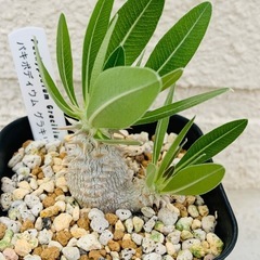 アガベ　塊根　5株まとめ売りの画像