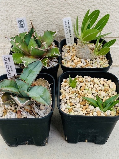 アガベ　塊根　5株まとめ売り