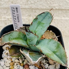 アガベ　塊根　5株まとめ売りの画像