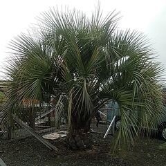 玄関前にいかがですか？の画像