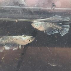 メダカの画像