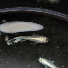 メダカの画像