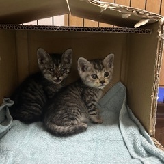 生後二、三週間の子猫です。