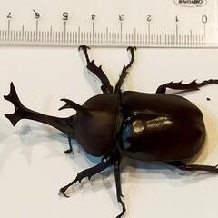 国産カブトムシ❨2025年6月末〜羽化❩の画像
