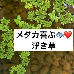 メダカ喜ぶ　浮き草