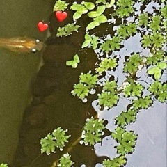 メダカ喜ぶ　浮き草の画像