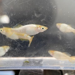 メダカ　紡（つむぎ）の画像