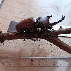 カブトムシ　１ペア