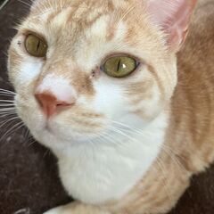 元気いっぱい猫ちゃん
