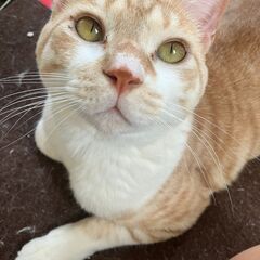 「 募集中 」元気いっぱい猫ちゃん - 盛岡市