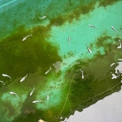 改良メダカMIX◆めだかミックス◆ある程度自由に30匹以上の画像