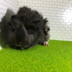 143.ペルビアンモルモット