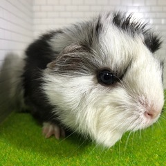 141.ペルビアンモルモット