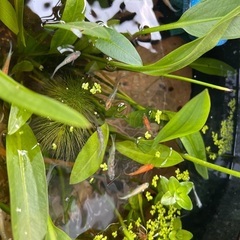 [有名ブリーダー系統］　メダカmix 針子〜稚魚　10匹＋αの画像