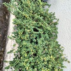 植木の画像