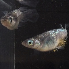終了⭐️獅子流し　スミレ系⭐️  トリオの画像