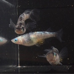 終了⭐️獅子流し　スミレ系⭐️  トリオの画像